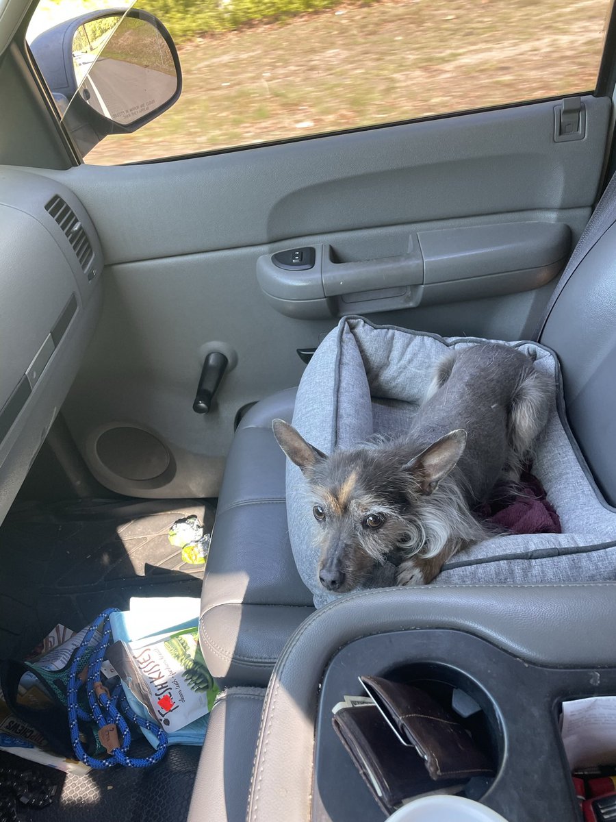 bigbo42069's tweet photo. Me and the pup in the big rig. Just need a truckers toothpick and then I could drive across this great nation with ease https://t.co/ILMHj3AbNp