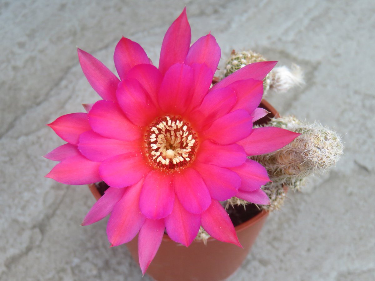 Chamaelobivia 'Lincoln Spitfire'.  another pink one.  #cactus #chamaelobivia #echinopsis