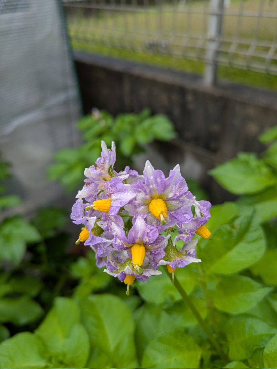 じゃがいもの花。これだけ見たらじゃがいもってわからないです。白と紫が入り混じっていて涼やかです😊