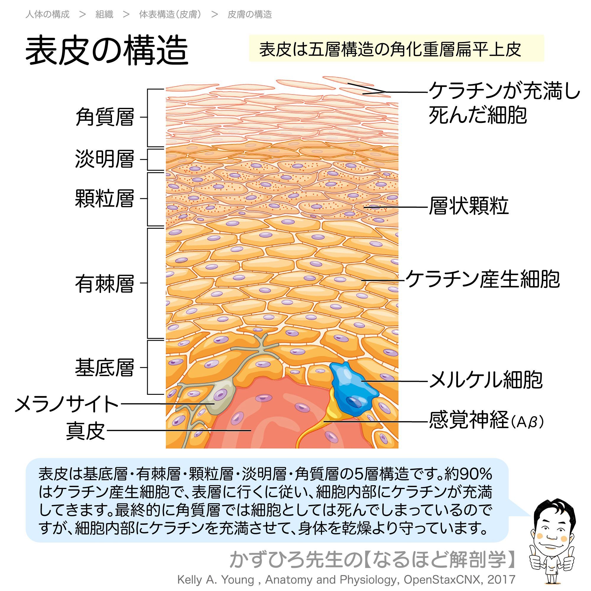 Amazon.co.jp: 皮疹の因数分解・ロジック診断 : 北島康雄