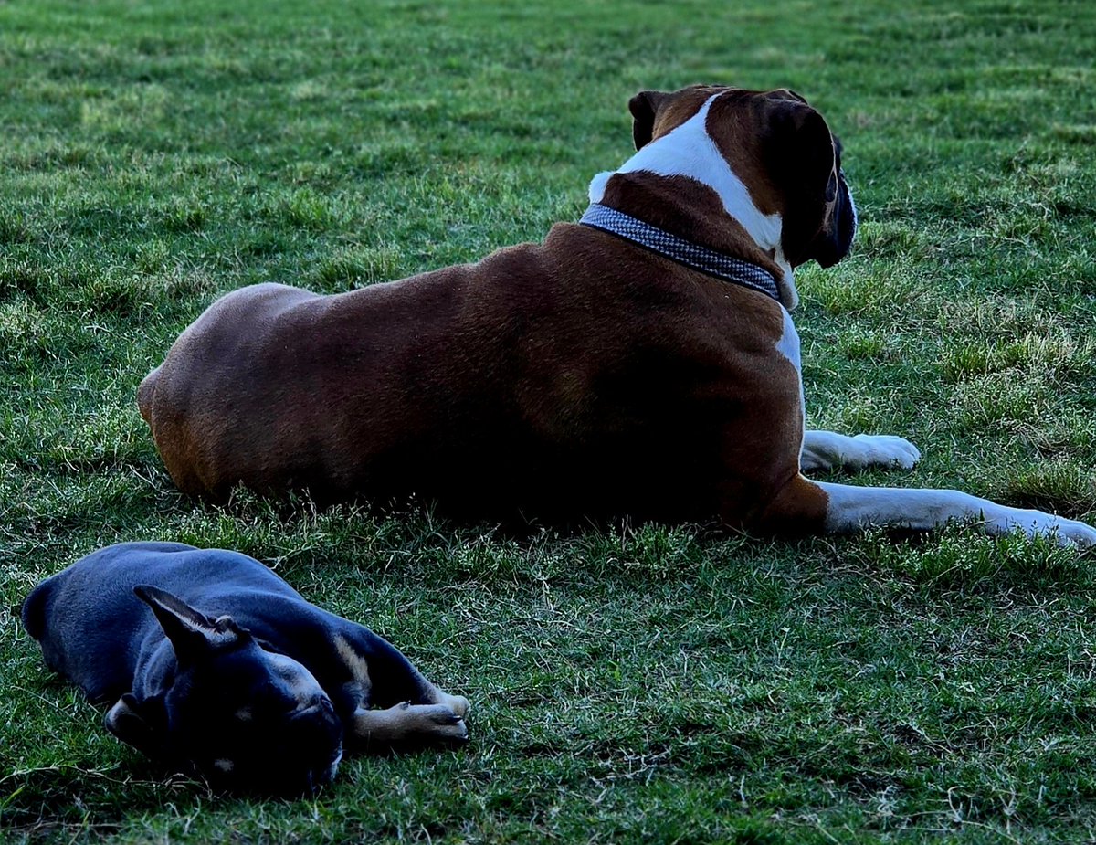 What a Difference a Night Makes 😀 #Madison #Huntsville #Alabama #Weather #Boxer #Dog #Frenchie #Puppy