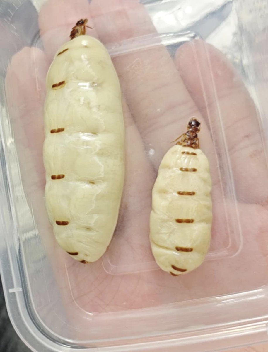 白アリの特大女王、大きさもツヤも笹かまぼこにしか見えなくておいしそう