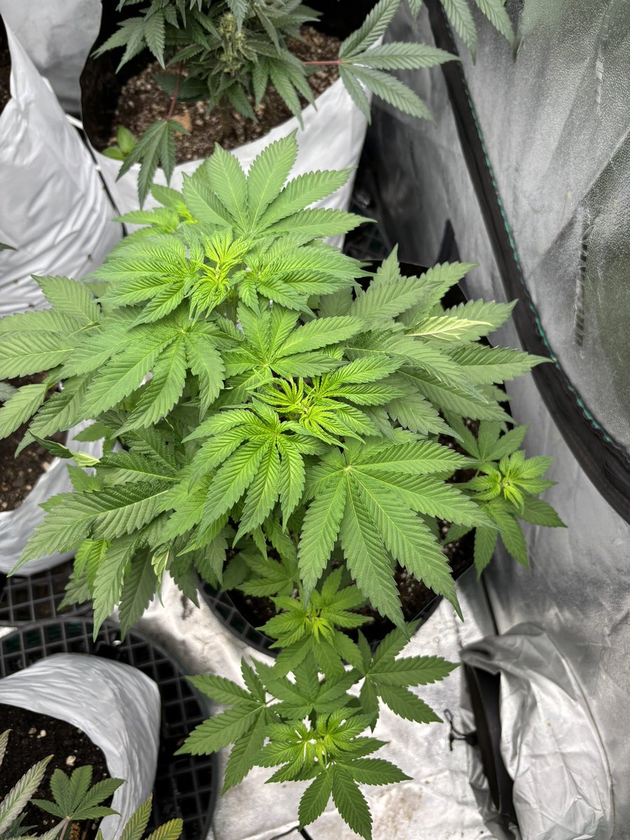 HotPinkHyena's tweet photo. Alstro Pop by @PMgenetix busting it open like a stripper…

#weedporn #lol #imhigh #cannabis #cannabisheals #cannabisbreeding #cannabisgrowing #gwah #justlookatit https://t.co/DVwyBoZmAI