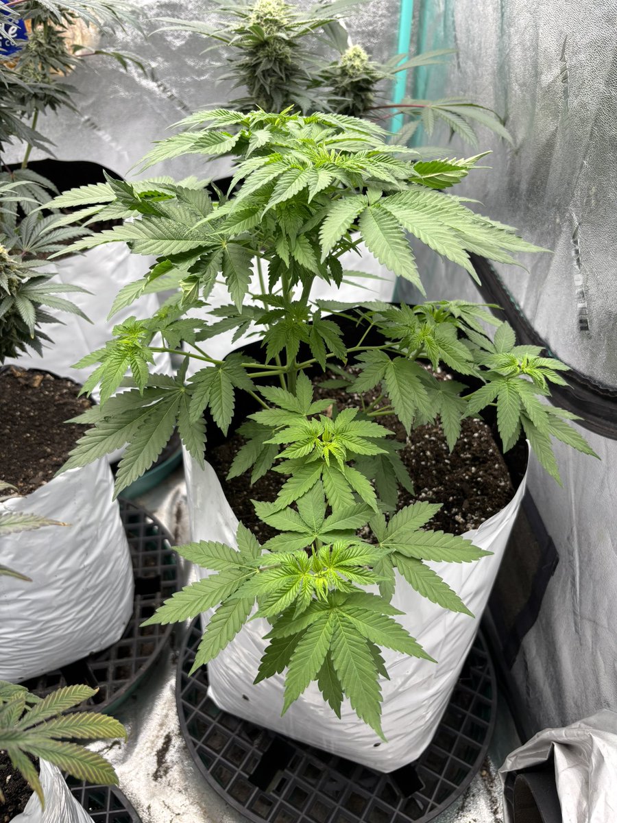 HotPinkHyena's tweet photo. Alstro Pop by @PMgenetix busting it open like a stripper…

#weedporn #lol #imhigh #cannabis #cannabisheals #cannabisbreeding #cannabisgrowing #gwah #justlookatit https://t.co/DVwyBoZmAI