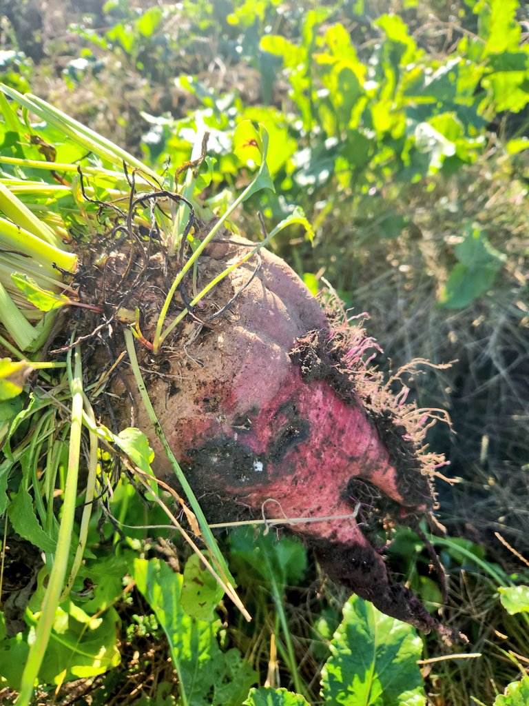 Todos los días se aprende algo nuevo...
Hoy desde el lejano oeste junto con <a href="/IgnacioJAvila/">Ignacio Avila</a> y <a href="/S91Eric/">Eric Scherger</a> en evaluando stand de plantas y producción de M s/ha en un nuevo capítulo de #remolacheando 
#gentedepastos y algo más...