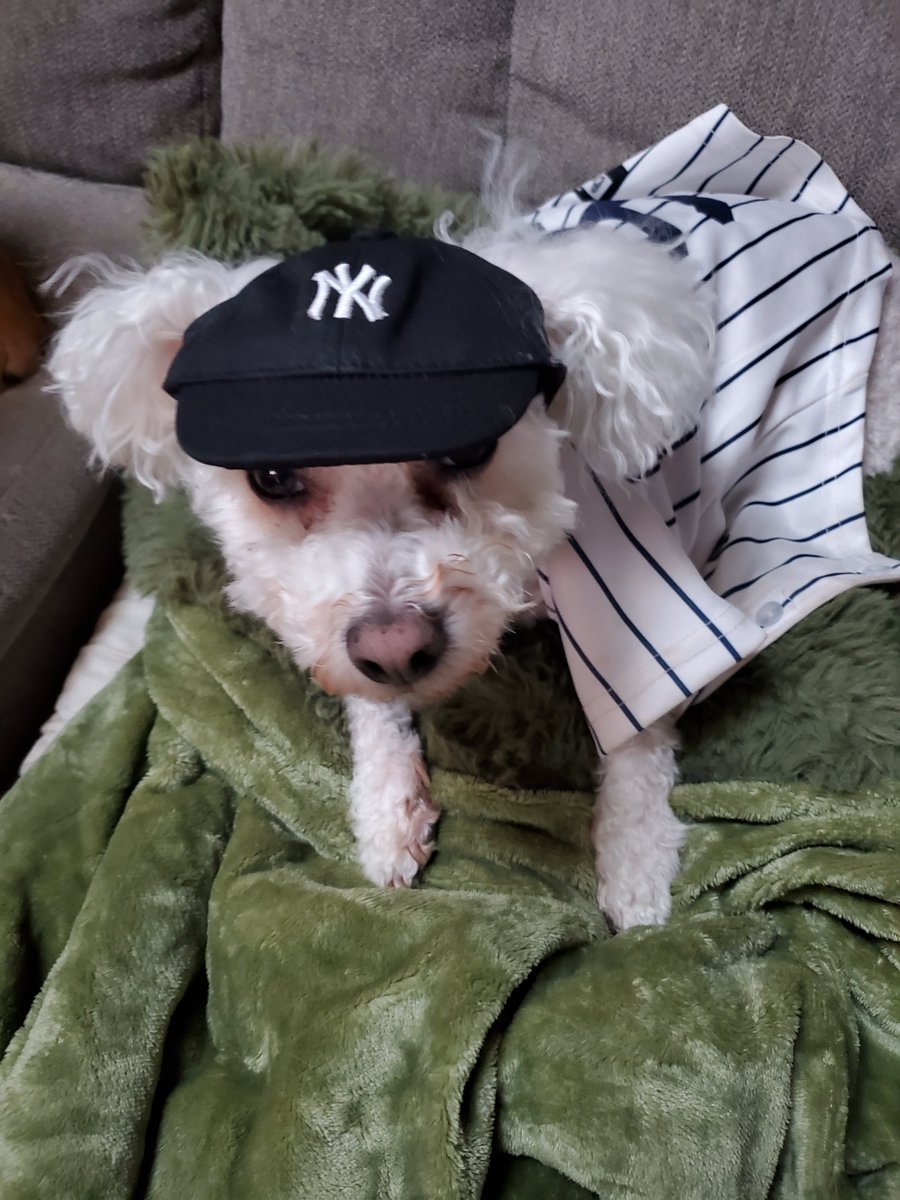 dpogue504's tweet photo. @Yankees My little Brutus loves his Yankees and Judge. GO YANKEES https://t.co/8EdvveCg9B