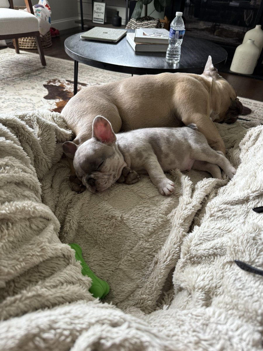 Archie has a new little brother! Meet Cash! 3 lbs of shenanigans!