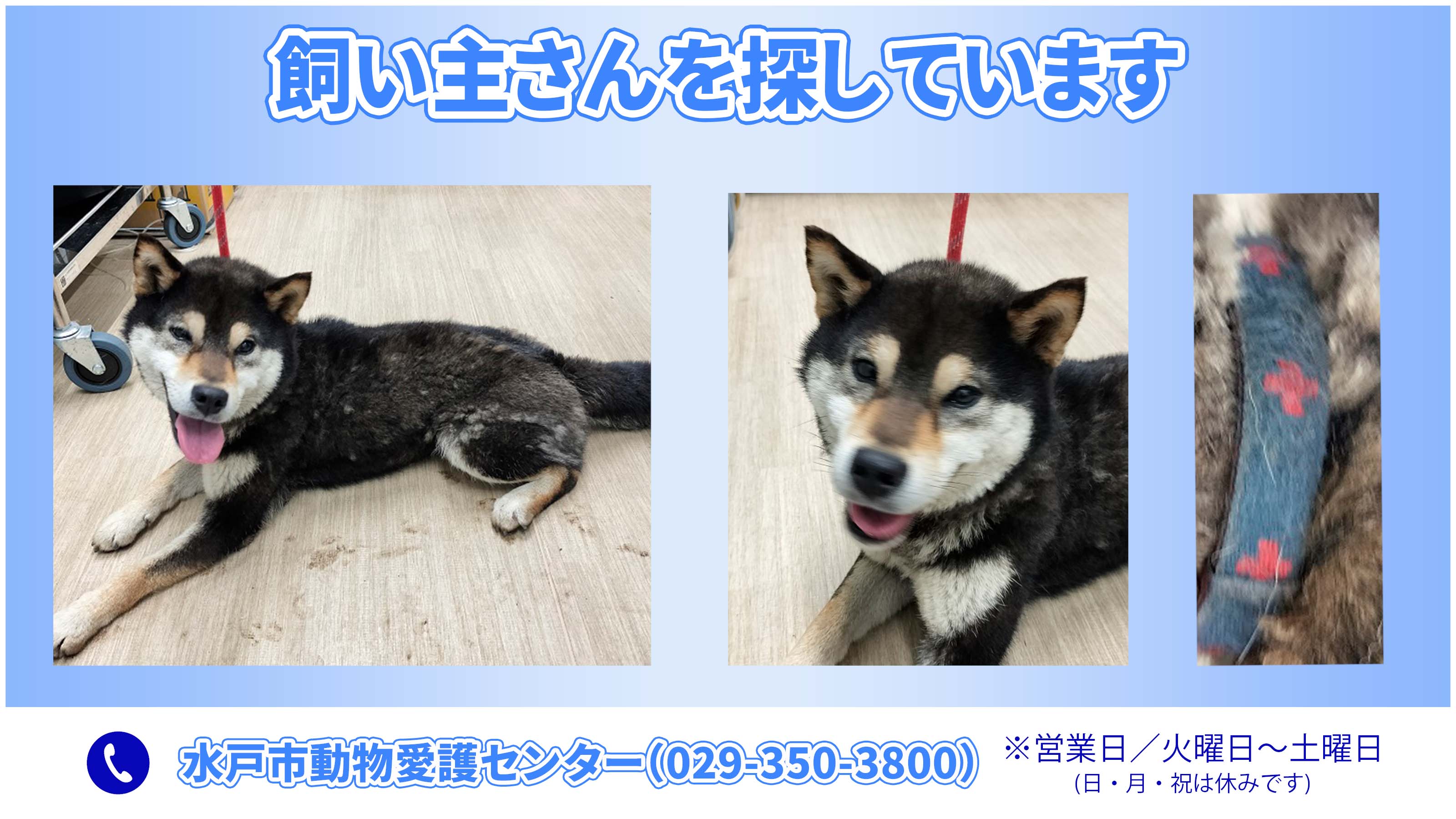 Amazon.co.jp: あなたが変われば愛犬が変わる飼い主さん矯正