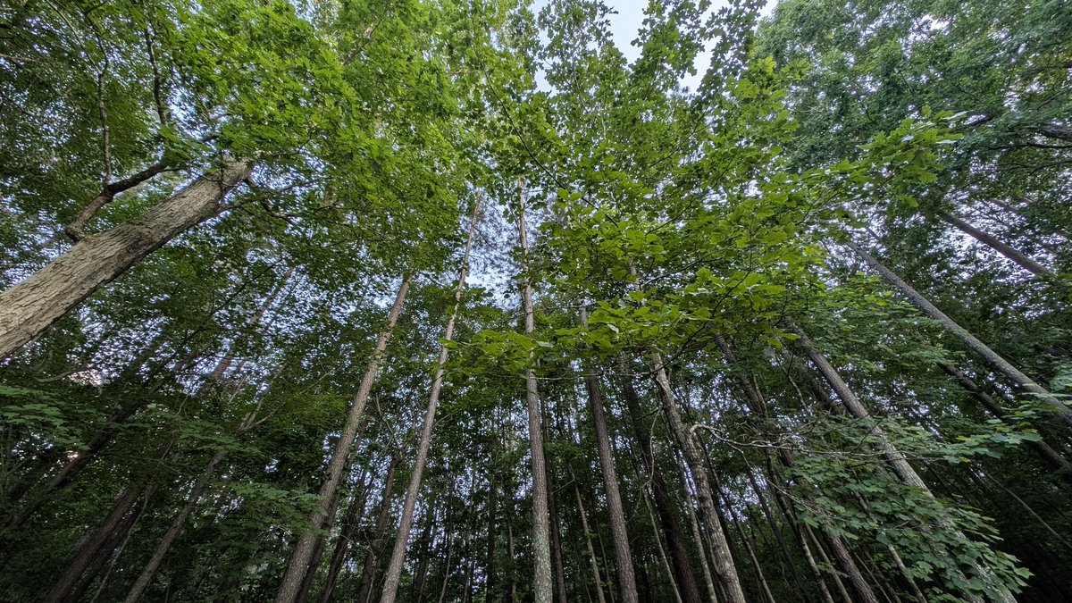 CycleParadise's tweet photo. Interconnectedness
#day141 #TeamPixel @madebygoogle #Pixel8Pro #photooftheday #nofilter #shotonpixel #Interconnectedness #NatureUnity #ForestCanopy #GreenSanctuary #TreeTops #SkywardGaze #NatureLover #WovenLife https://t.co/6oR9XZTprv