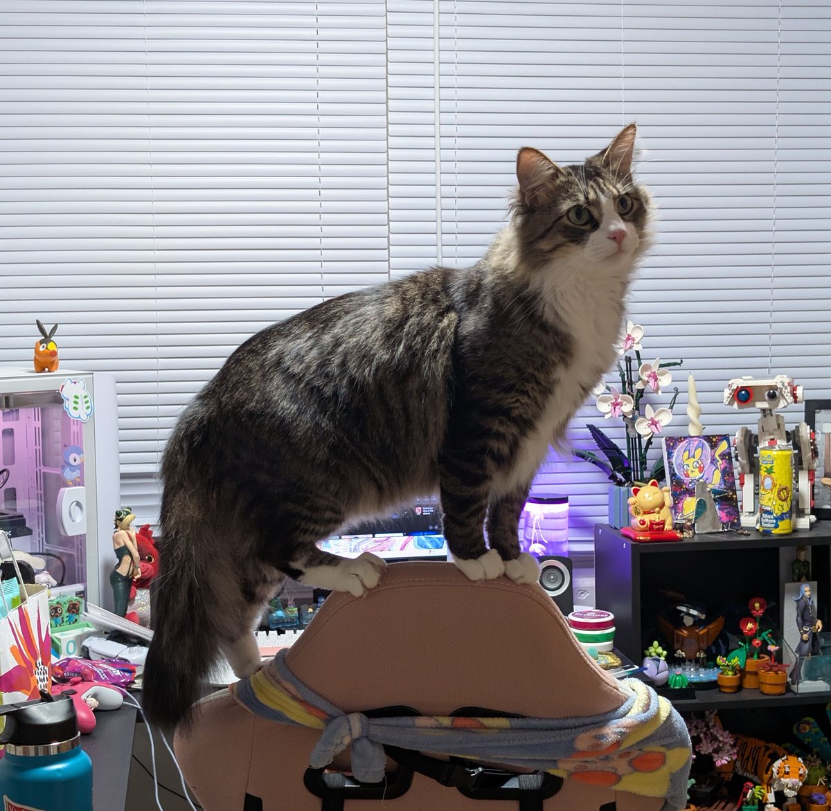 catpickles333's tweet photo. @GameboyLuke Leo and Franky incoming! 😺 https://t.co/EQUs8akQtE