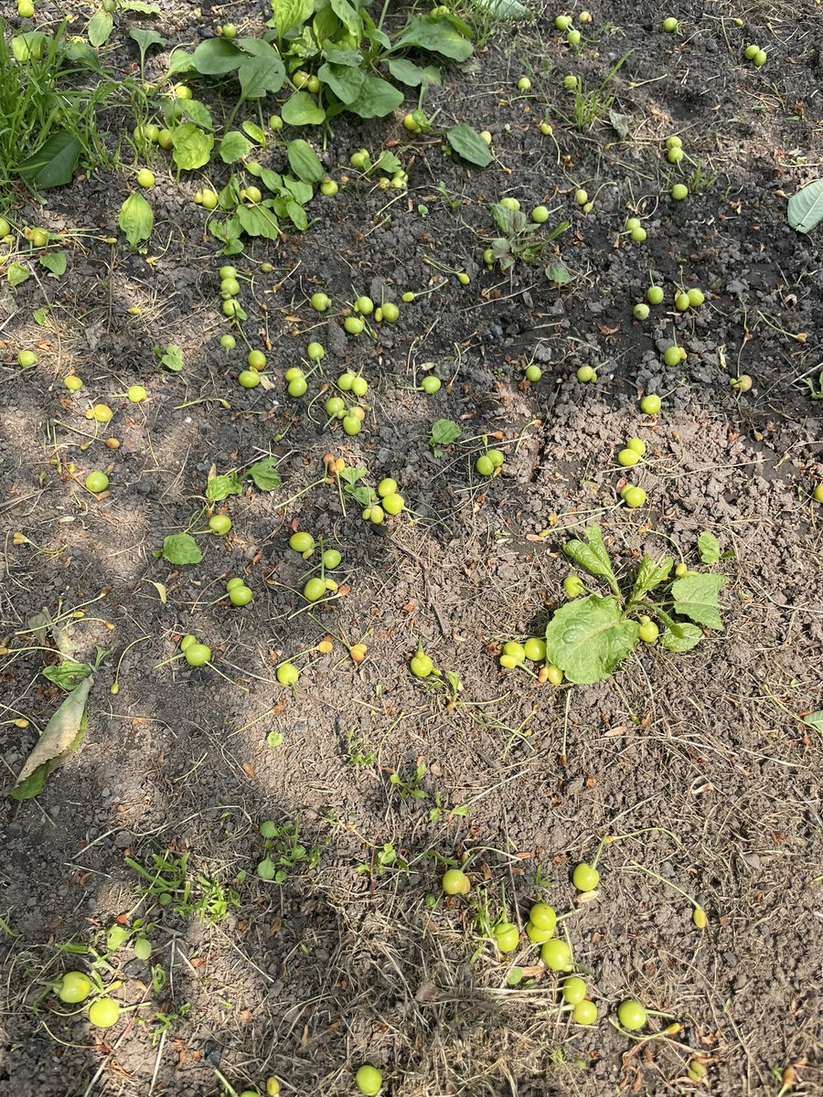 昨日は山辺町。

生産者の皆様の笑顔とは裏腹に、さくらんぼの状況は厳しいです。

摘果の双子の数にびっくり‼️

きちんと調査研究をして原因を分析した上で有効な対策を講じるべきだと考えています。

一粒のさくらんぼは心していただきたい。
そして、生産者の皆様の笑顔を守りたいと切実に感じた日