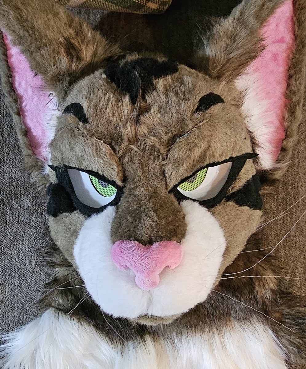 Tuna (Banjo Heeler)🔜Anthrocon tweet media