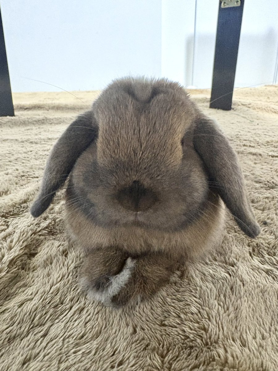 お手手かさねてお行儀いいね、ポパイ