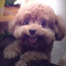 MySonSqueak|PROSHIPPERS DNI tweet media