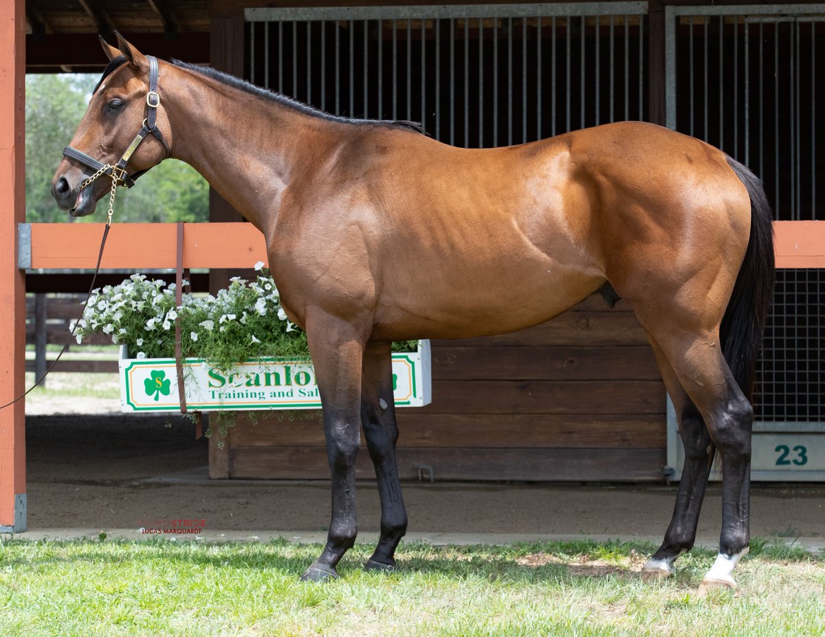 RacingDubai's tweet photo. Coming our way? 🤔

RRR Racing bought this son of Gun Runner for $400,000 @FasigTiptonCo Midlantic Sale.

📸 @ThoroStride https://t.co/Z1upikWySU