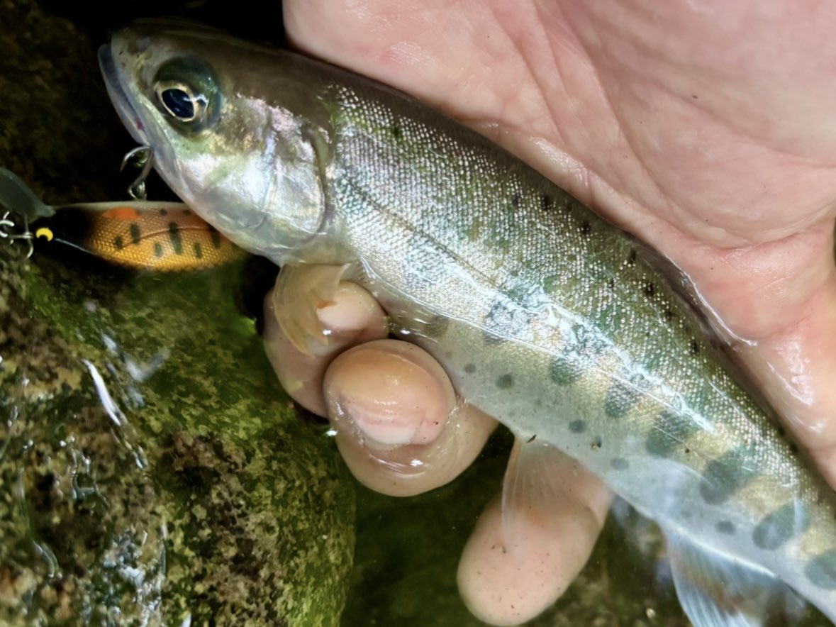 tencho_last1997's tweet photo. 早朝から中規模渓流の上流域へ🎣
良型に期待して遡行するも釣っても釣ってもアベレージサイズばかり…🐟
昼頃には雨も本降りになってきたので早めに撤退。
#lurefishing
#exts44ul
#exts46ul
#exts464ul
#exts503ul
#exts48xl
#exts52xl
#山女魚
#岩魚
#山女魚ネット
#awayco
#awayco40s https://t.co/AGAlE9euS4