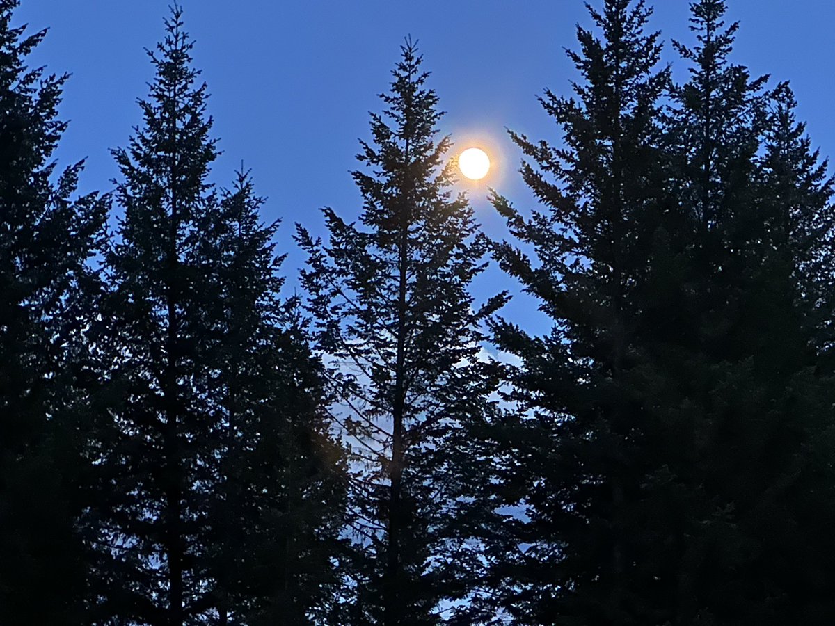 "Finding peace under the moonlight, where every tree whispers a secret. 🌙✨ #MoonlightMagic #NatureLovers #PeacefulNights #TreeWisdom #Serenity #NightSky #NaturePhotography #CalmInTheChaos"