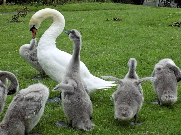 wissal ִֶָ🦢࣪☾. tweet media