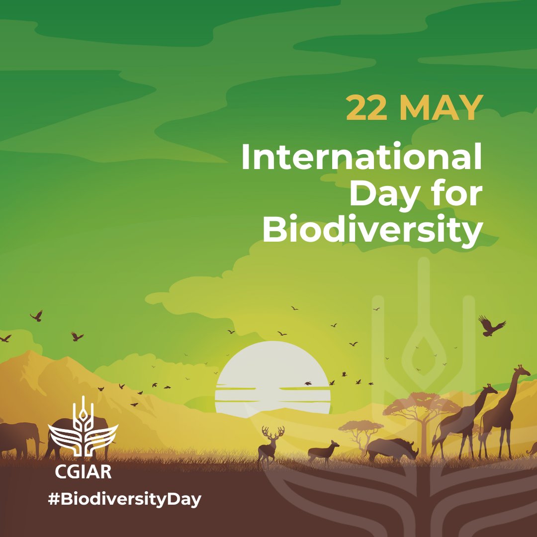 CGIAR (@cgiar) on Twitter photo 🎉 Happy #BiodiversityDay!
Today, we celebrate the power of agrobiodiversity to transform food systems, support livelihoods, and sustain our planet.
Join CGIAR in championing biodiversity for people and the planet.
More: on.cgiar.org/44LFZWa
#OneCGIAR <a href="/UNBiodiversity/">UN Biodiversity</a> 🎉 Happy #BiodiversityDay!
Today, we celebrate the power of agrobiodiversity to transform food systems, support livelihoods, and sustain our planet.
Join CGIAR in championing biodiversity for people and the planet.
More: on.cgiar.org/44LFZWa
#OneCGIAR <a href="/UNBiodiversity/">UN Biodiversity</a>