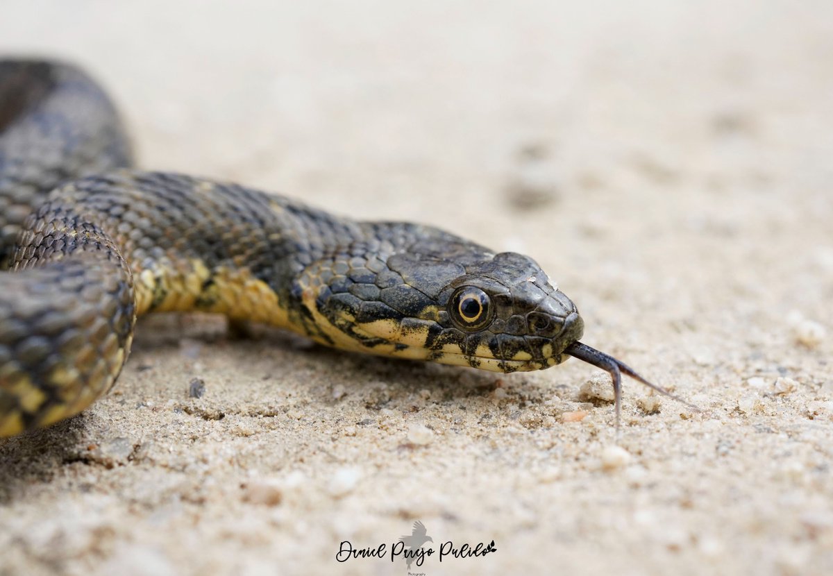 DanielParejo8's tweet photo. Culebra viperina (Natrix maura) https://t.co/pWExkI2K3P