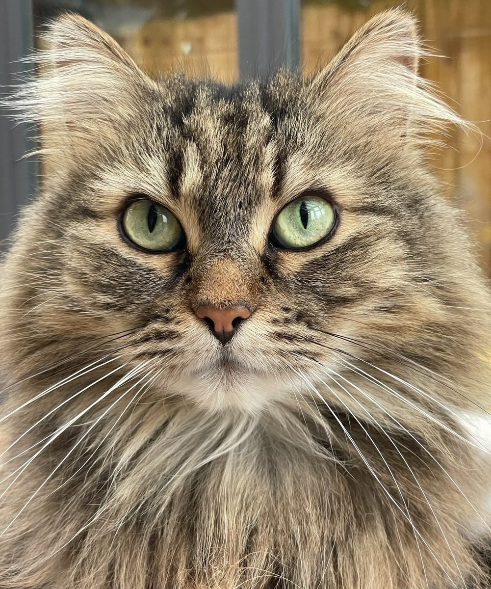 We are 75 followers away from 2,000

Hopefully we make you all laugh, and brighten your days a little bit! ❤️

😺😺😺😺😺😺😺😺😺😺

#HannahsFurFamily #CatsofX