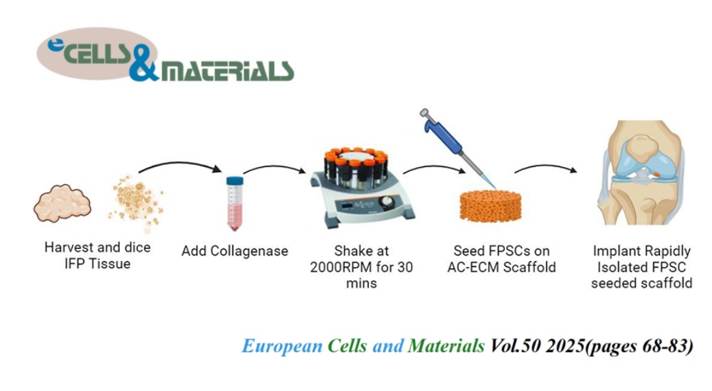 👏Check eCM latest articles: A preclinical assessment of rapidly isolated chondro-progenitor cells from the infrapatellar fat pad for single-stage articular cartilage regeneration

ecmjournal.org/papers/vol050/…

#CartilageRepair #ArticularCartilage #StemCellTherapy #TissueEngineering