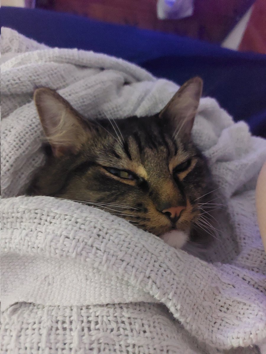 bearlymoosh's tweet image. He&apos;s all tucked in, and you&apos;re just not gonna say &quot;goodnight&quot; to him???