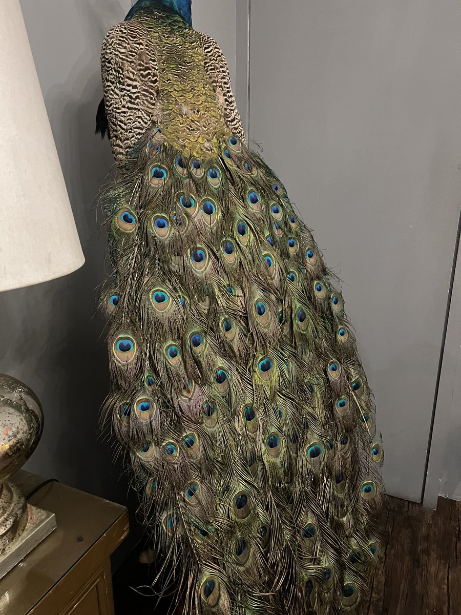 Semalam pegi makan kedai ada burung merak dalam dia 😂