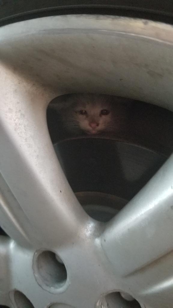 There is a kitten stuck in the wheel. How do I get him out? He hisses if you come close.