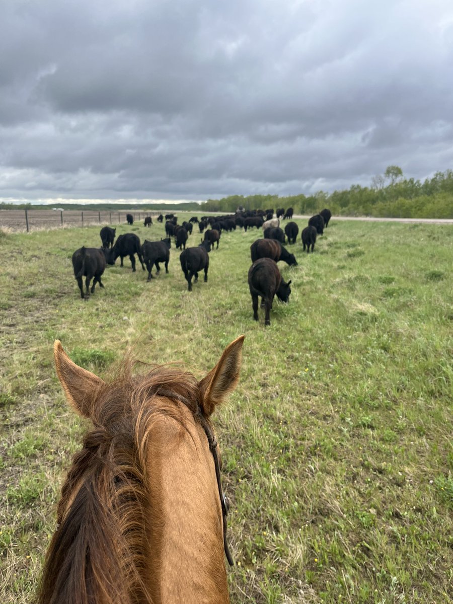 Boys liked the fresh ditch grass on the move to summer pasture.