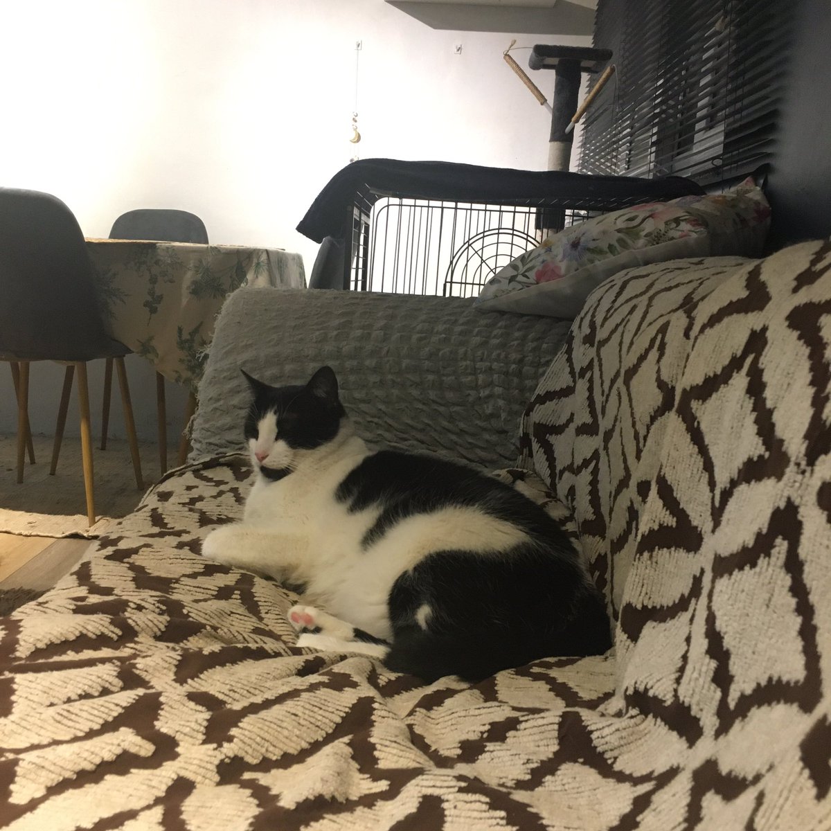 China de Mentira tweet media