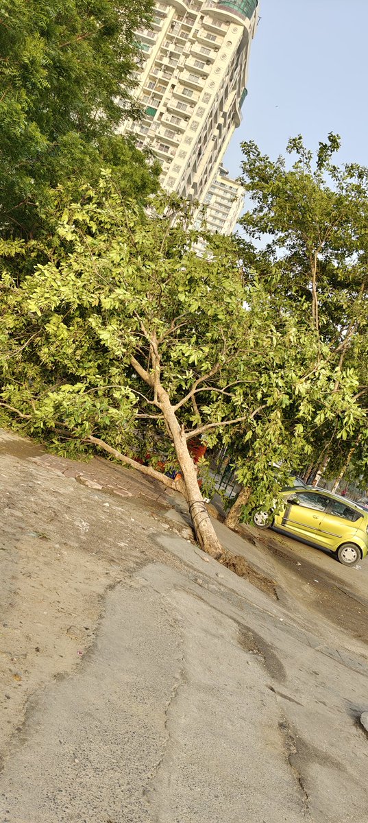 citigroup1982's tweet photo. @noida_authority  Please help in fixing it as this tree had fallen last evening. Outside mahagun moderne sector 78 noida https://t.co/RMalY6rIyx