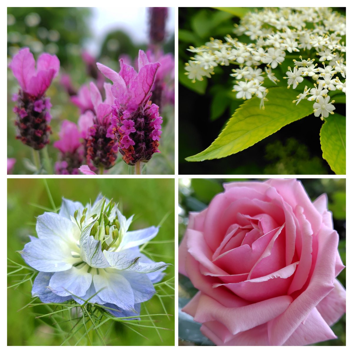 ハーブガーデン