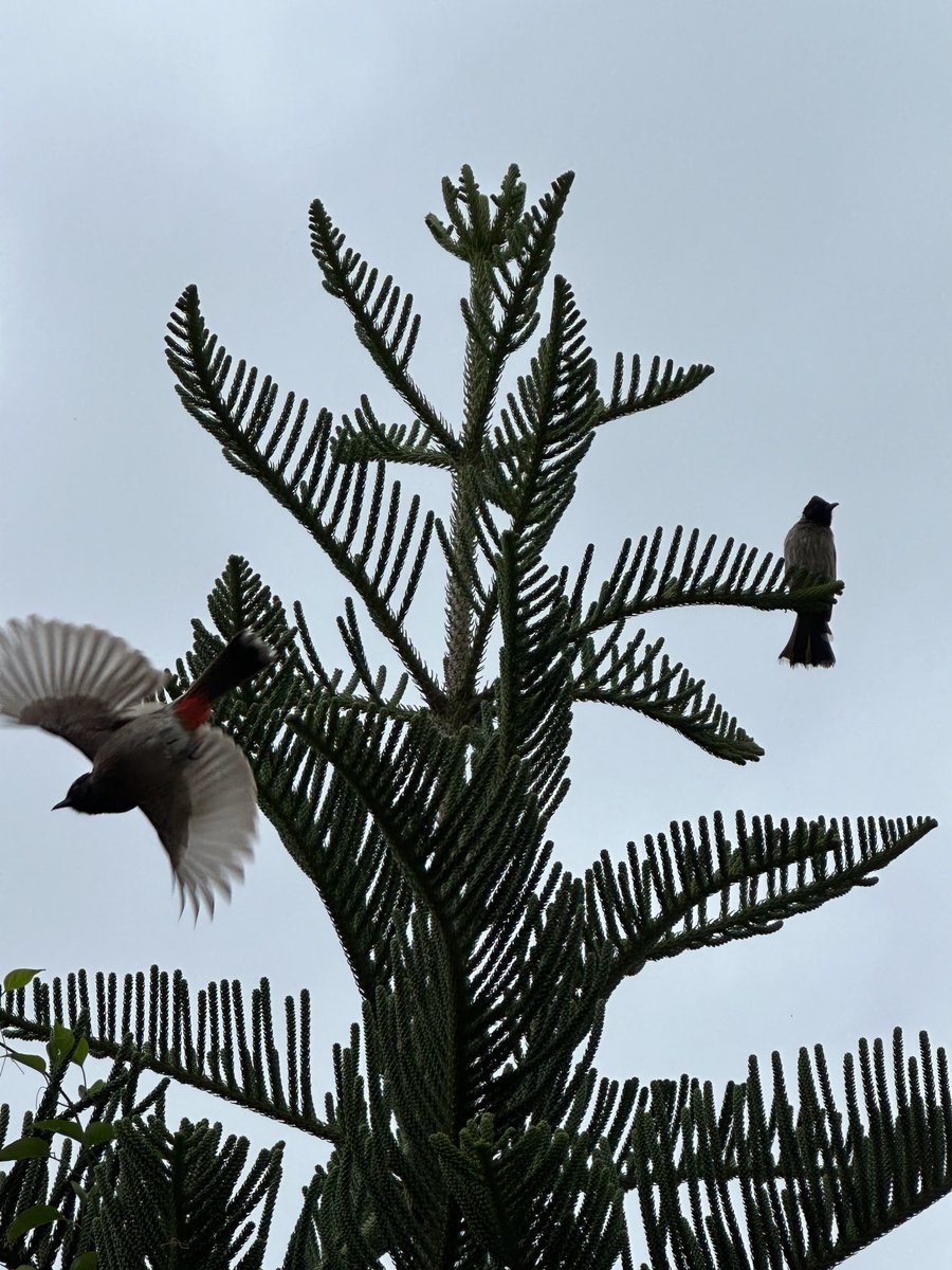SwatiLakra_IPS's tweet image. Clicked the flying bulbul in all its glory…..
#nature #birds #bulbul #birding #mornings