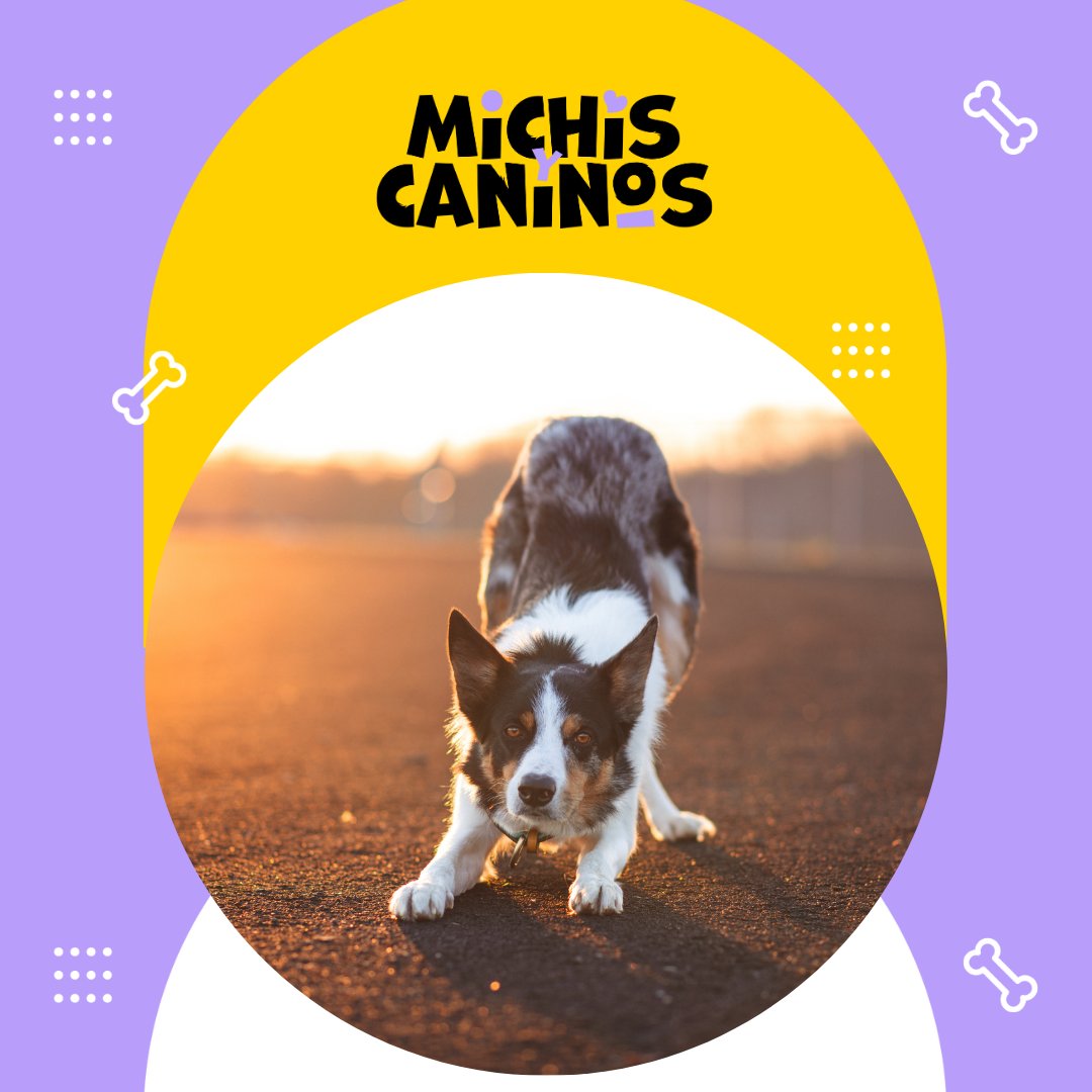 🐶🎯 La inteligencia canina se mide en memoria, obediencia, adaptación y vínculo. ¿Ya sabes cuál es el más brillante? 👉 michisycaninos.com