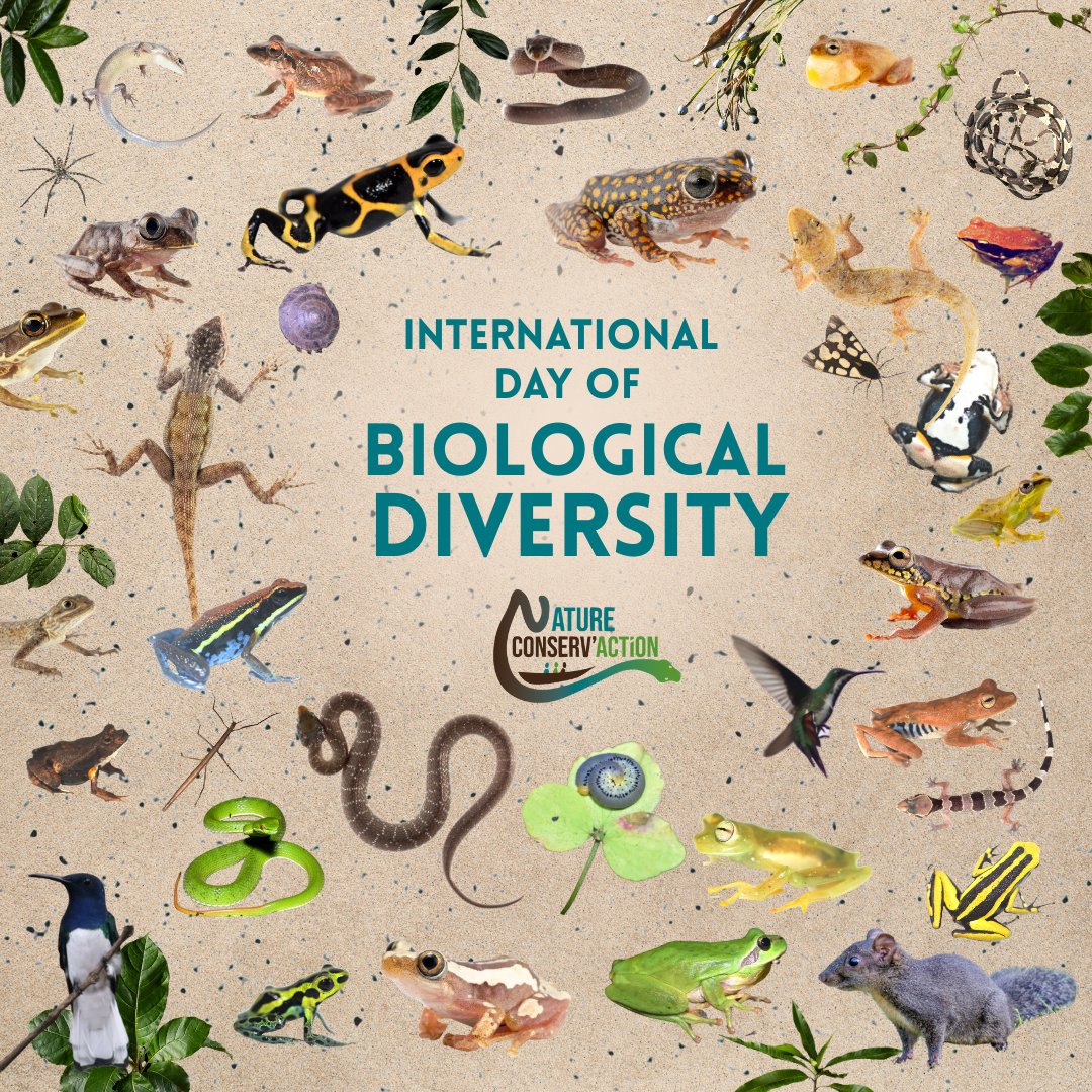 NCA_NGO_Fr's tweet photo. On International Day of Biological Diversity, we celebrate the fascinating  web of life on Earth.
In the face of mass extinction and climate change, we knowthe only way forward is coming together, learning from each other and from nature, and creating new ways of co-existing https://t.co/9Z0T8x0jwP