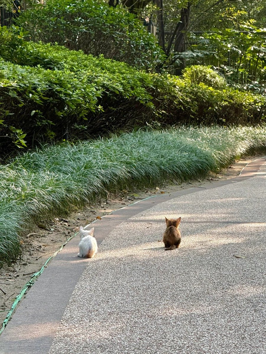 早起きしてランニング、すべての疲れを吹き飛ばそう！🏃🏽‍♀️✨😀
