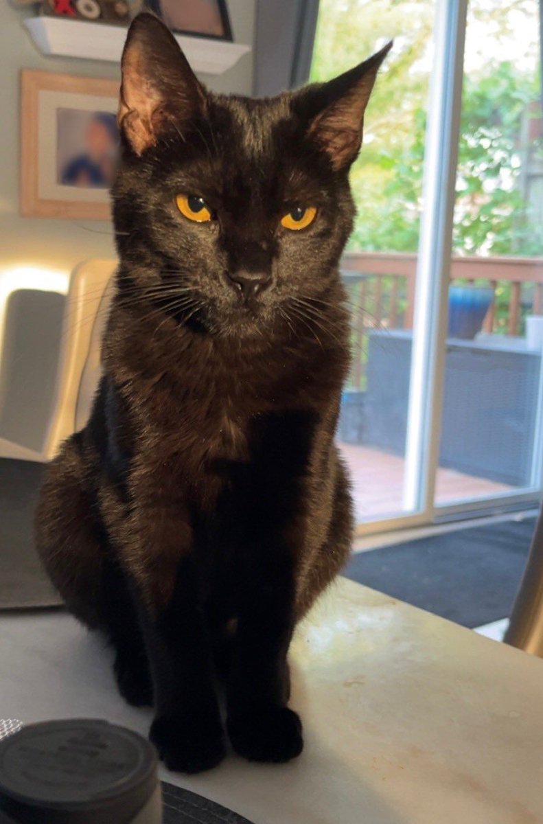 Black cats are not bad luck (@visualscat) on Twitter photo 