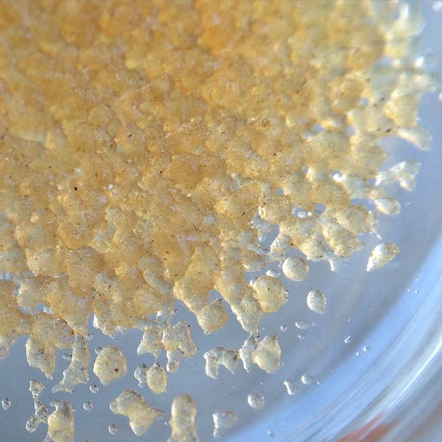 symgenetics's tweet image. #StarburstOG #WaterHash from @etextracts @fullflavaextracts 🙏🙏🙏👊✌️🔥🔥🔥🔥