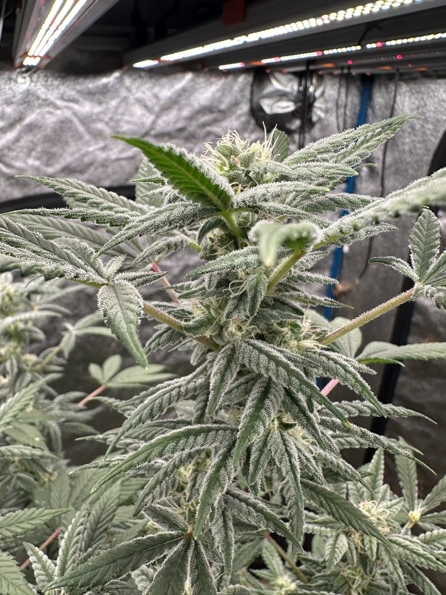 _Canna_Boss's tweet image. On a side note I'm just obsessed with these plants 🌱🌿.... it's my brain food lol😌
#saucey #cannabis #terps #wax #dabs #indica #weed #ganja #dabtime #maryjane #liveresin