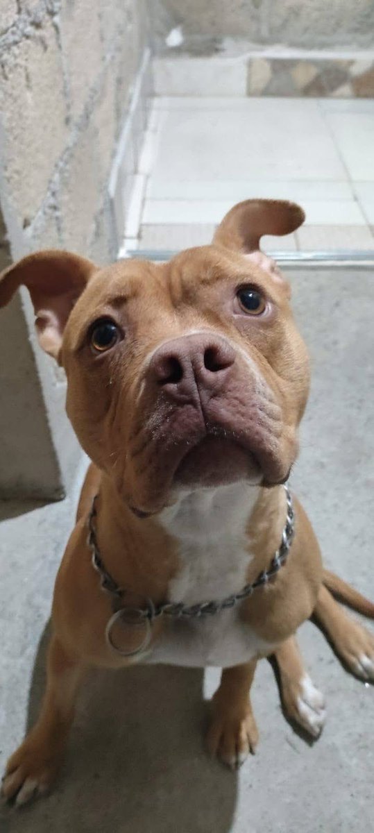 🟢 ¿ME ADOPTAS?
¡Me llamo Dona! Conoce más 👇🏻

♀️ Hembra | 1 año | Mediana
🔆 American Bully
💟 Convive con perritos y gatitos 
✅ Vacunada, desparasitada y esterilizada
📍 Adopción solo en CDMX (no zonas con alto índice de abandono o maltrato)

☎️ 
Vanesa Wa.me/525911300118