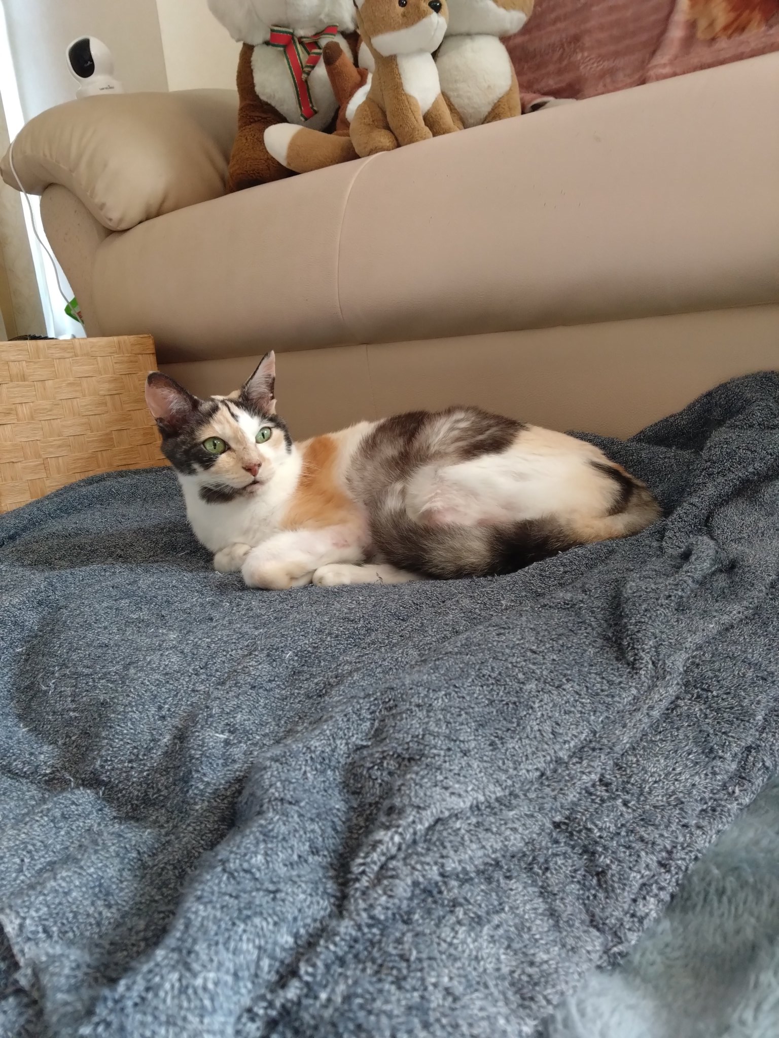 ミケ猫ฅ^•ω•^ฅ★ ミケちゃん on X: 