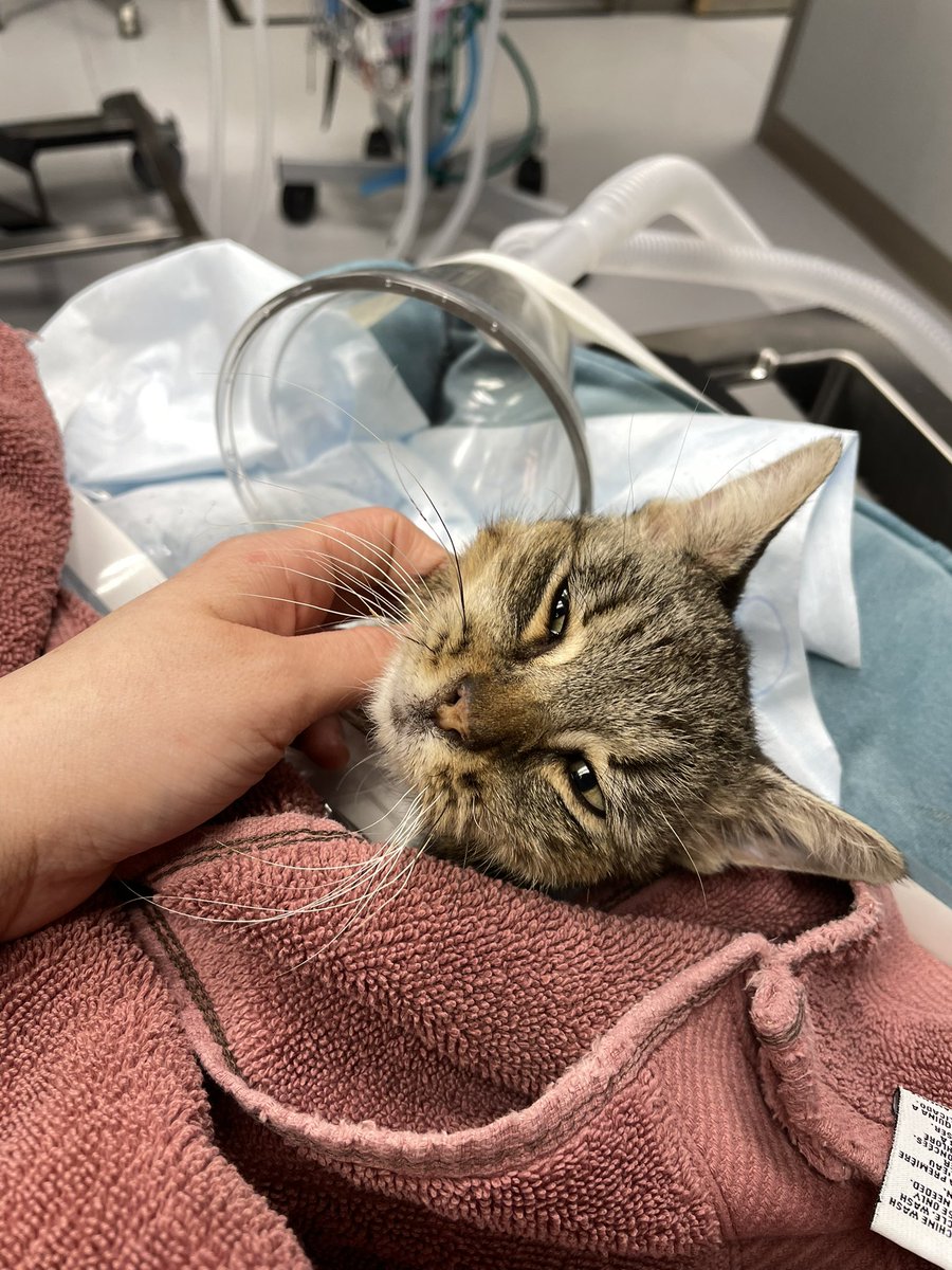 Friends of Bear Cat Rescue tweet media