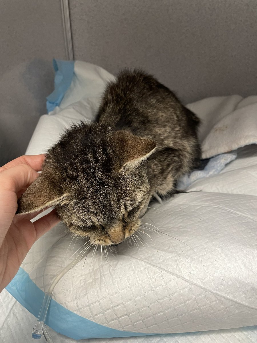 Friends of Bear Cat Rescue tweet media
