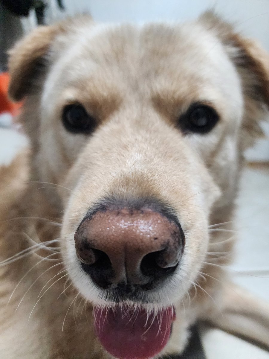 강아지 근황
벌써더워주금