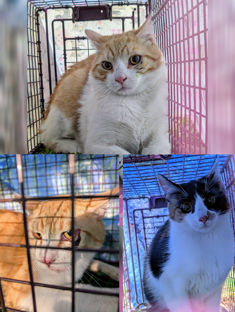 Another long day yesterday... guess why this time. Well, if you guessed 3 cats stuck in the same tree in Philly, then you'd be right! 🙀 They were up there since Friday - 5 days! All three are now safe and sound 😻. I'll make a post with some videos another day.

Cat-in-a-tree