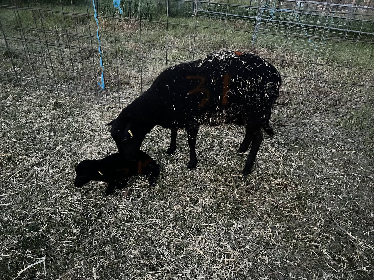 Firefly had a ewe lamb by Gandalf