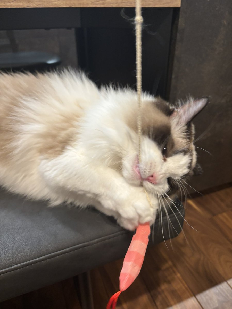 あたちもえびちゃん好き😼
#猫のいる暮らし 
#猫のいる幸せ 
#ねこ