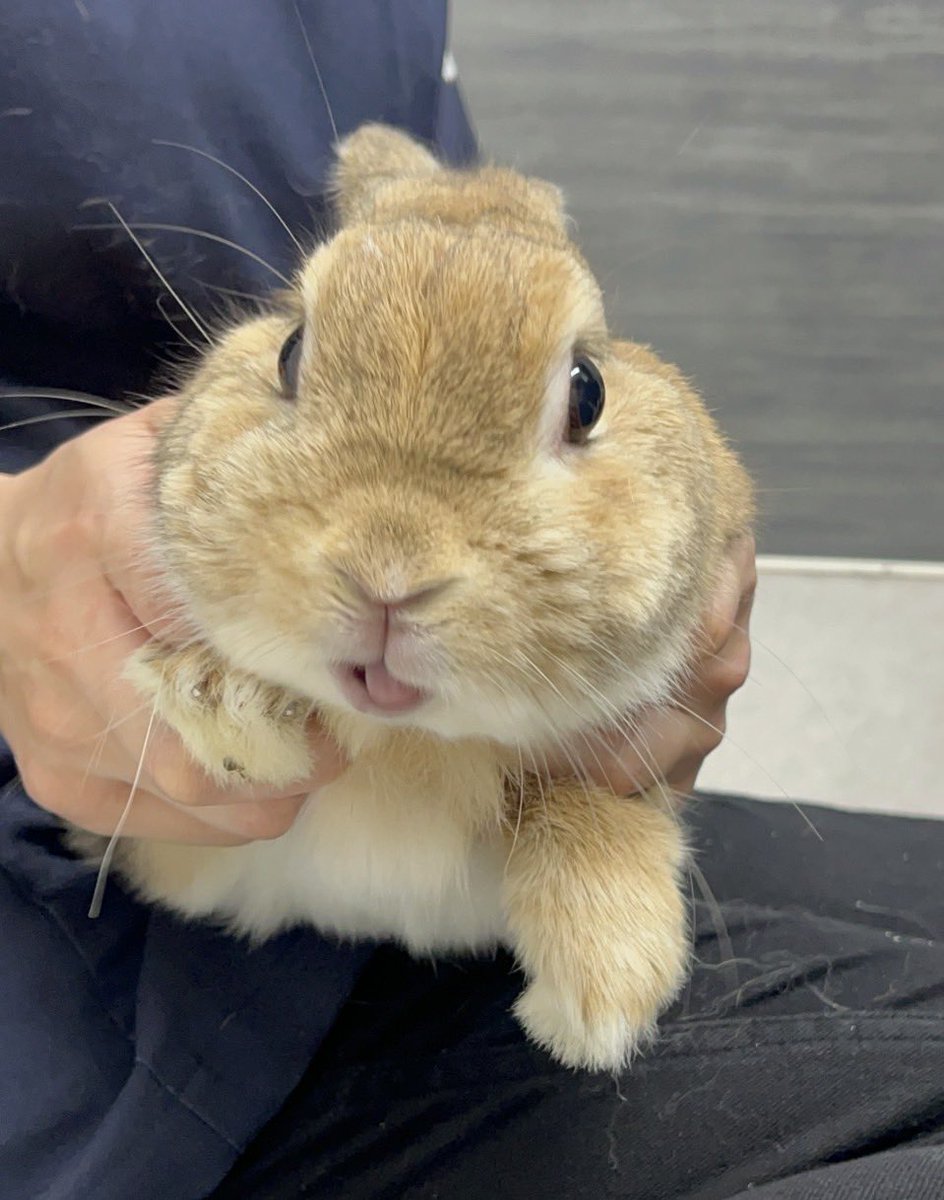 ぽんちゃん歯のお手入れに来ました。頑張ったよ😊