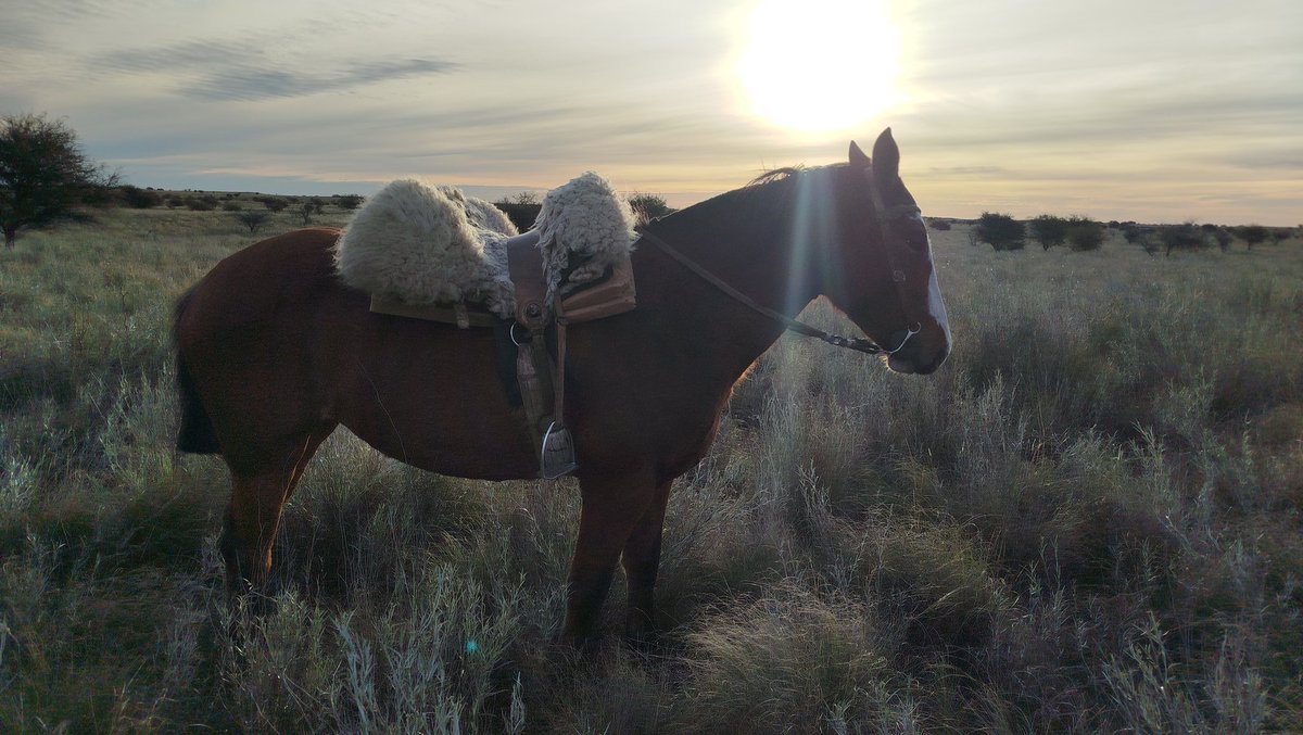Rodri_perez89's tweet photo. Nada mas lindo que la tranquilidad del campo y los caballos ✨✨ https://t.co/cnlSCXt93J